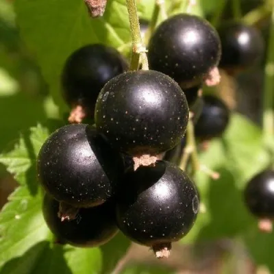 Смородина чёрная БИНАР — описание сорта Смородина чёрная БИНАР в Москве