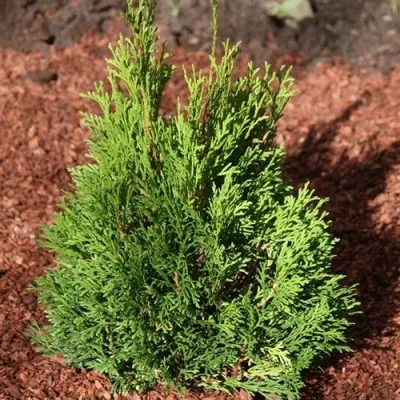 Туя МИКИ западная — описание сорта Туя МИКИ западная в Москве