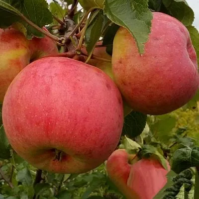 Яблоня БОЛОТОВСКОЕ  Яблоня БОЛОТОВСКОЕ в Москве