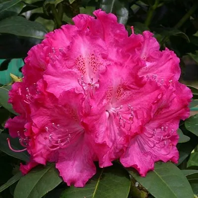 саженцы рододендрона саженцы рододендрона