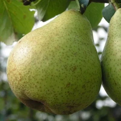 Груша ПЛАТОНОВСКАЯ в Москве