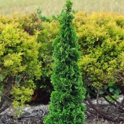 Туя СПИРАЛИС МИНИ западная — описание сорта Туя СПИРАЛИС МИНИ западная в Москве