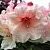 Рододендрон ХАНЯ	 в Москве