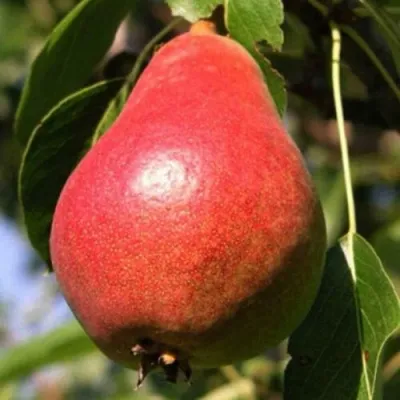 Груша НАРЯДНАЯ ЕФИМОВА — описание сорта Груша НАРЯДНАЯ ЕФИМОВА в Москве