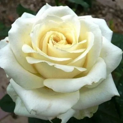 Саженцы роз ЭДВАНС чайно-гибридная — описание сорта Саженцы роз ЭДВАНС чайно-гибридная в Москве