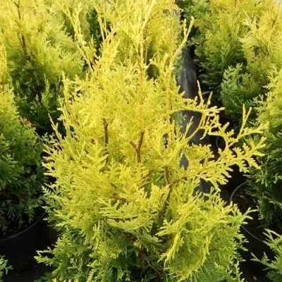 Туя ГОЛДЕН БРАБАНТ западная — описание сорта Туя ГОЛДЕН БРАБАНТ западная в Москве