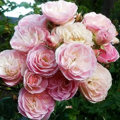 Саженцы роз БУКЕТ ПАРФЕ мускусная  Саженцы роз БУКЕТ ПАРФЕ мускусная в Москве