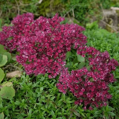 Очиток (седум) РУБИ ГЛОУ скальный в Москве