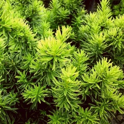 Тис ДАВИД ягодный — описание сорта Тис ДАВИД ягодный в Москве