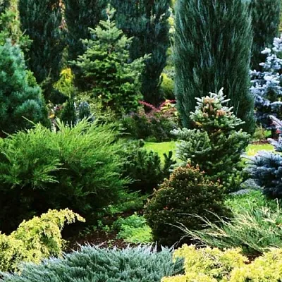 Хвойные растения  Хвойные растения в Москве