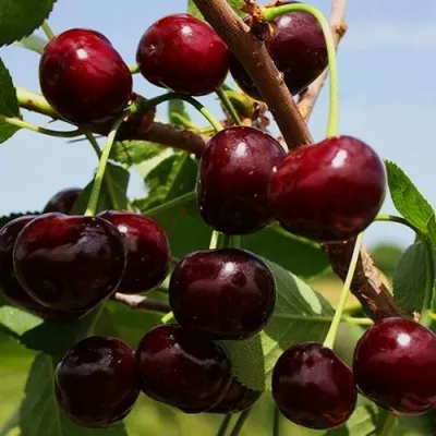 Вишня РОВЕСНИЦА — описание сорта Вишня РОВЕСНИЦА в Москве