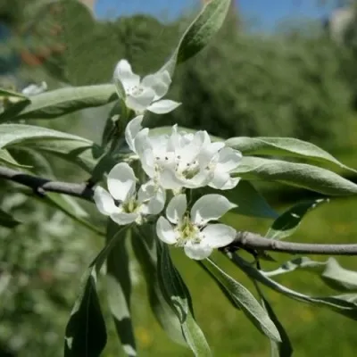Груша ИВОЛИСТНАЯ в Москве