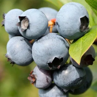 Голубика ПОЛАРИС — описание сорта Голубика ПОЛАРИС в Москве