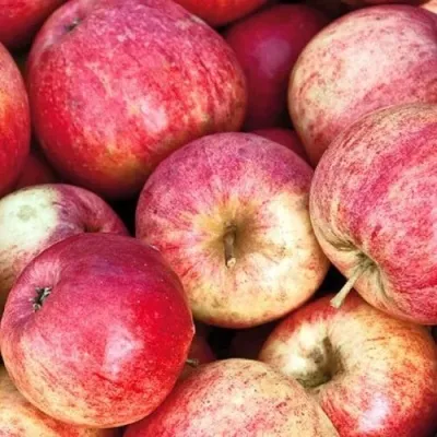 Яблоня ШТРИФЕЛЬ — описание сорта Яблоня ШТРИФЕЛЬ в Москве