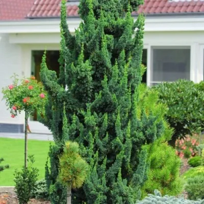 Кипарисовик ВИСЕЛЛИ лавсона — описание сорта Кипарисовик ВИСЕЛЛИ лавсона в Москве