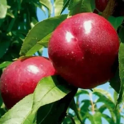 Нектарин МЕДВЕДЕВСКИЙ в Москве