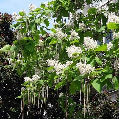 Катальпа  Катальпа в Москве