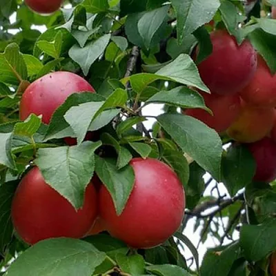 Плумкот БИРИКОККОЛО ГИГАНТЕ ДИ БУДРИО  Плумкот БИРИКОККОЛО ГИГАНТЕ ДИ БУДРИО в Москве