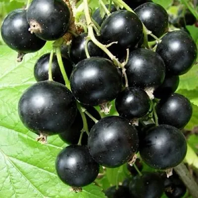 Смородина черная ЧУДНОЕ МГНОВЕНИЕ  Смородина черная ЧУДНОЕ МГНОВЕНИЕ в Москве