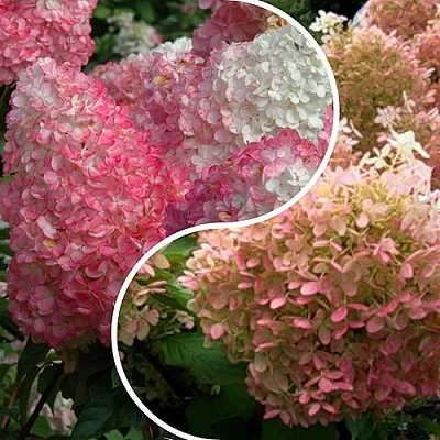 Комплект МАЛИНОВЫЙ ЗАКАТ  Комплект МАЛИНОВЫЙ ЗАКАТ в Москве