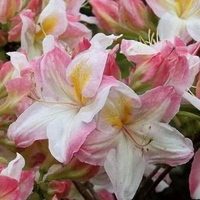 Азалия САТОМИ японская в Москве