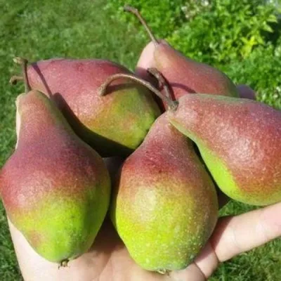 Груша ЯКОВЛЕВСКАЯ в Москве