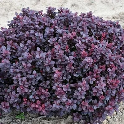 Барбарис КОНКОРД тунберга  Барбарис КОНКОРД тунберга в Москве