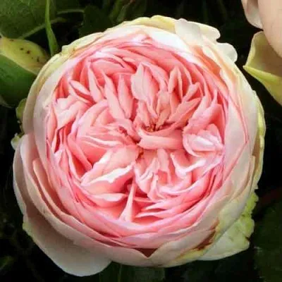 Саженцы роз БРАЙДАЛ ПИАНО чайно-гибридная  Саженцы роз БРАЙДАЛ ПИАНО чайно-гибридная в Москве