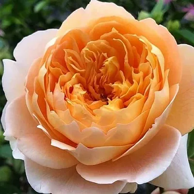 Саженцы роз ЭФФИ чайно-гибридная  Саженцы роз ЭФФИ чайно-гибридная в Москве