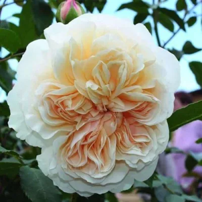 Саженцы роз ЛИЧФИЛД ЭНДЖЕЛ английская — описание сорта Саженцы роз ЛИЧФИЛД ЭНДЖЕЛ английская в Москве