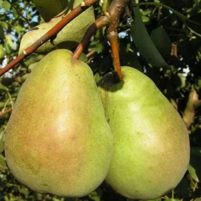 Груша БЕРЕ ЛЮКА — описание сорта Груша БЕРЕ ЛЮКА в Москве