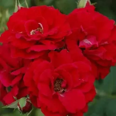 Саженцы роз ЧАМПЛЕЙН флорибунда — описание сорта Саженцы роз ЧАМПЛЕЙН флорибунда в Москве