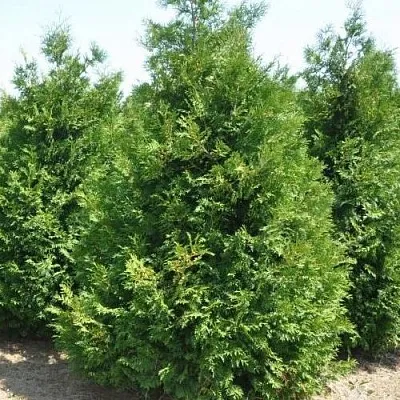 Туя ВАКСЕН западная  Туя ВАКСЕН западная в Москве