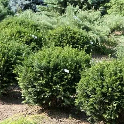 Тис НАНА остроконечный   Тис НАНА остроконечный  в Москве