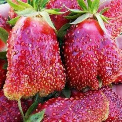 Клубника КУПЧИХА — описание сорта Клубника КУПЧИХА в Москве