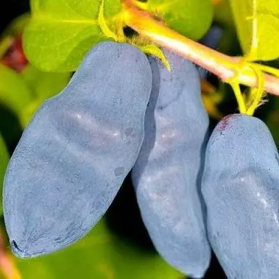 Жимолость съедобная ДЛИННОПЛОДНАЯ — описание сорта Жимолость съедобная ДЛИННОПЛОДНАЯ в Москве