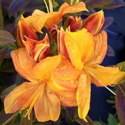 Азалия КЛОНДАЙК листопадная  Азалия КЛОНДАЙК листопадная в Москве