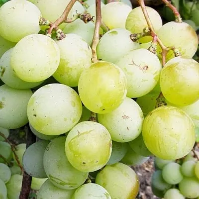 Виноград КЕША МУСКАТ  Виноград КЕША МУСКАТ в Москве