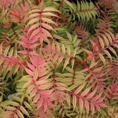 Рябинник рябинолистный — описание сорта Рябинник рябинолистный в Москве