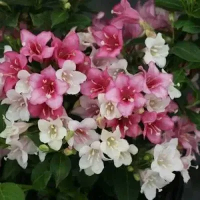 Вейгела КАРНАВАЛ — описание сорта Вейгела КАРНАВАЛ в Москве