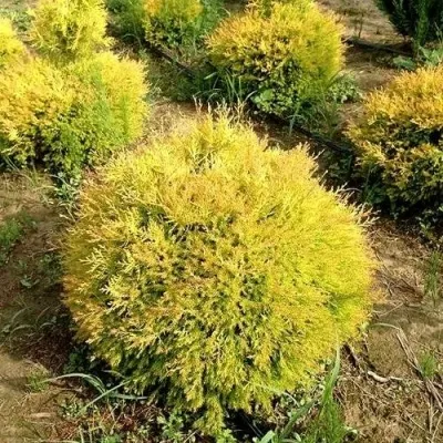 Туя ГЛОБОЗА АУРЕА западная — описание сорта Туя ГЛОБОЗА АУРЕА западная в Москве