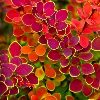 Барбарис ОРАНЖ САНРАЙЗ тунберга в Москве