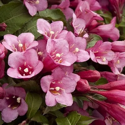 Вейгела ФЛОРИДА  Вейгела ФЛОРИДА в Москве