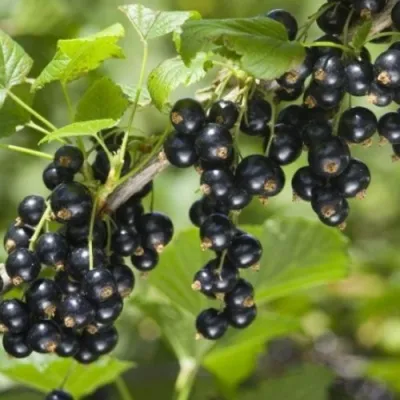 Смородина черная БЕН КОНАН — описание сорта Смородина черная БЕН КОНАН в Москве