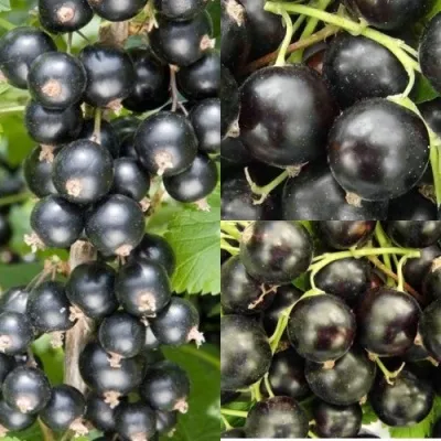 Комплект ЧЕРНАЯ СИЛА — описание сорта Комплект ЧЕРНАЯ СИЛА в Москве