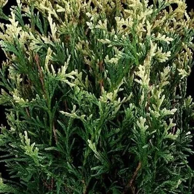 Туя ГОЛД ПЕРЛ западная — описание сорта Туя ГОЛД ПЕРЛ западная в Москве