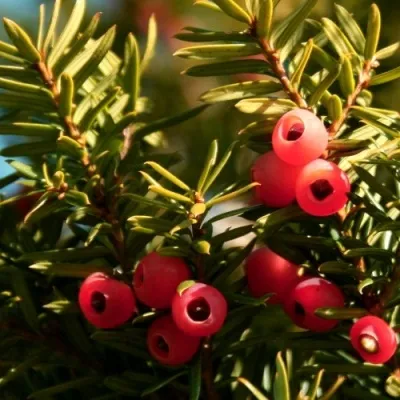 Тис ЭЛЕГАНТИССИМА ягодный — описание сорта Тис ЭЛЕГАНТИССИМА ягодный в Москве