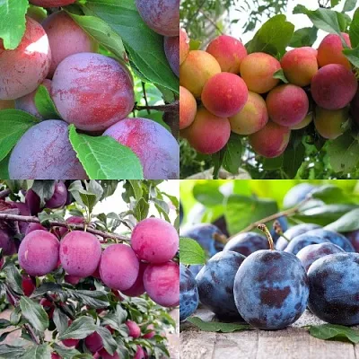 Комплект СЛИВОВЫЙ САД  Комплект СЛИВОВЫЙ САД в Москве