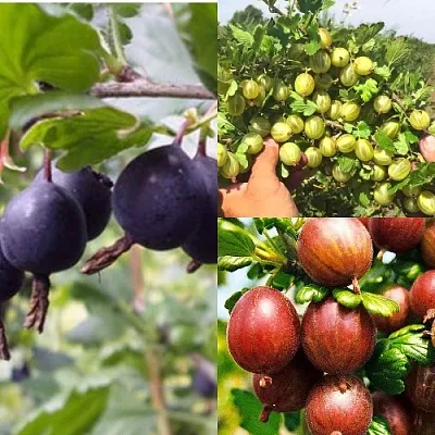 Комплект КРЫЖОВНИК MIX  Комплект КРЫЖОВНИК MIX в Москве