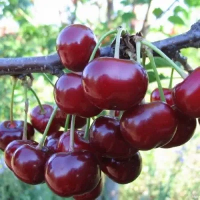 Вишня НОРД СТАР в Москве